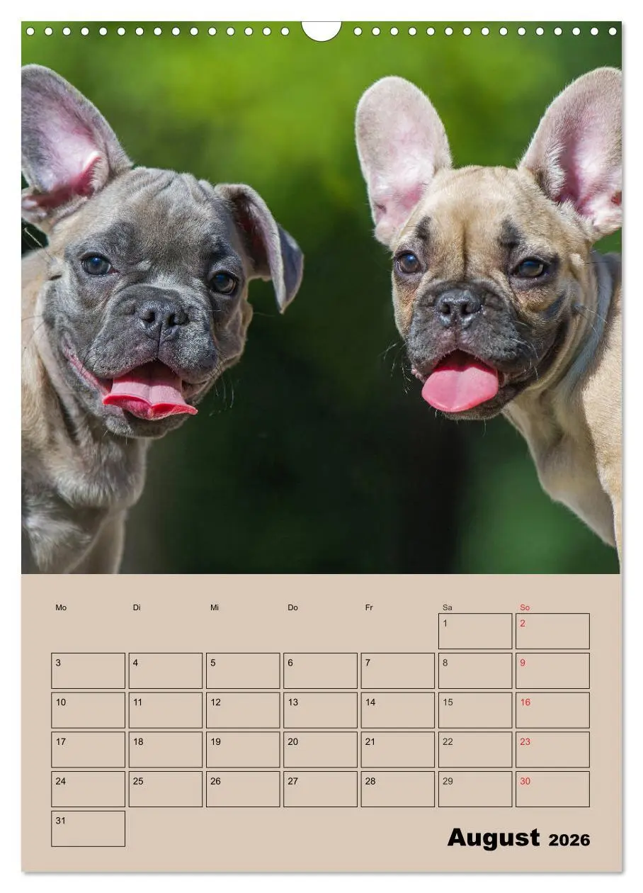 Bild: 9783516387872 | Jahresplaner Französische Bulldogge (Wandkalender 2026 DIN A3...