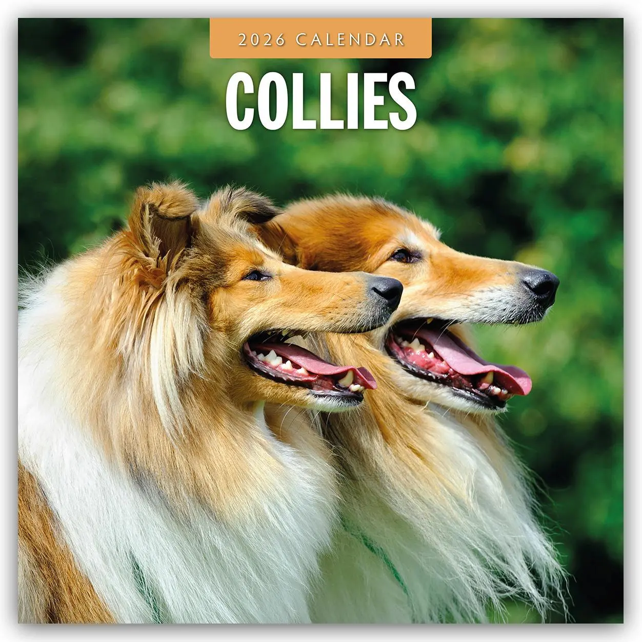 Cover: 9781804427972 | Collies 2026 Square Wall Calendar | Red Robin | Taschenbuch | 14 S.