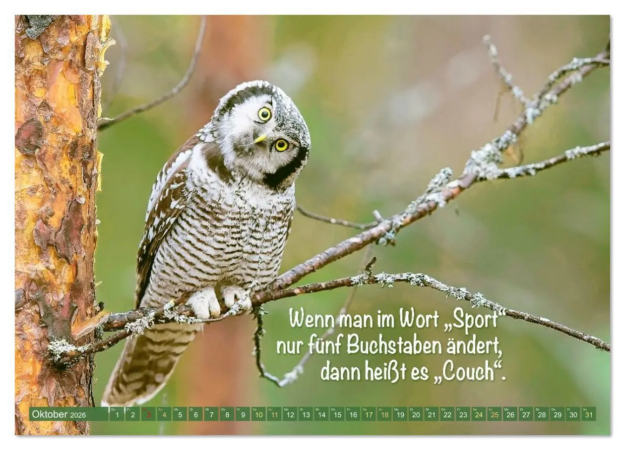 Bild: 9783516638172 | Die Eulen sind los: Edition lustige Tiere (Wandkalender 2026 DIN A4...