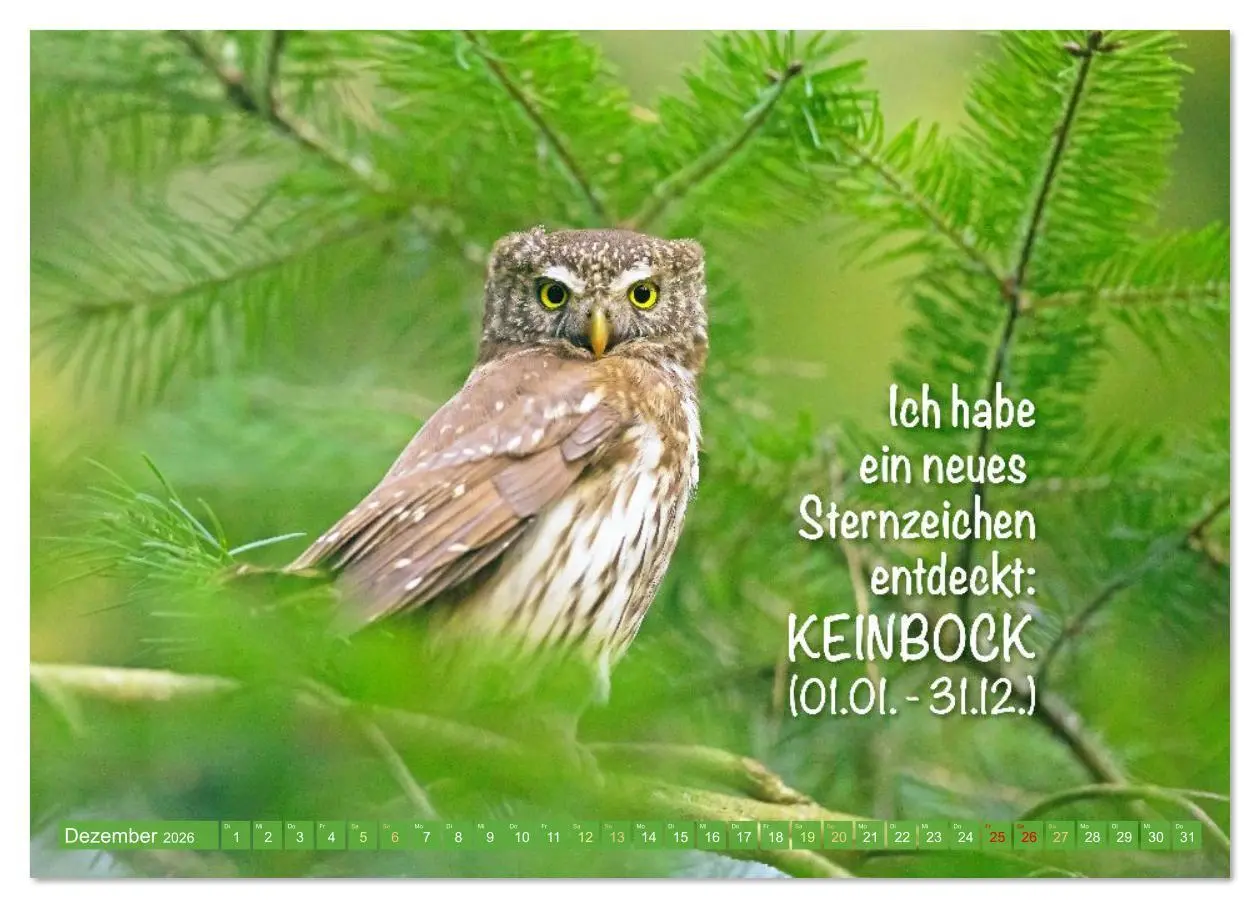 Bild: 9783516638172 | Die Eulen sind los: Edition lustige Tiere (Wandkalender 2026 DIN A4...