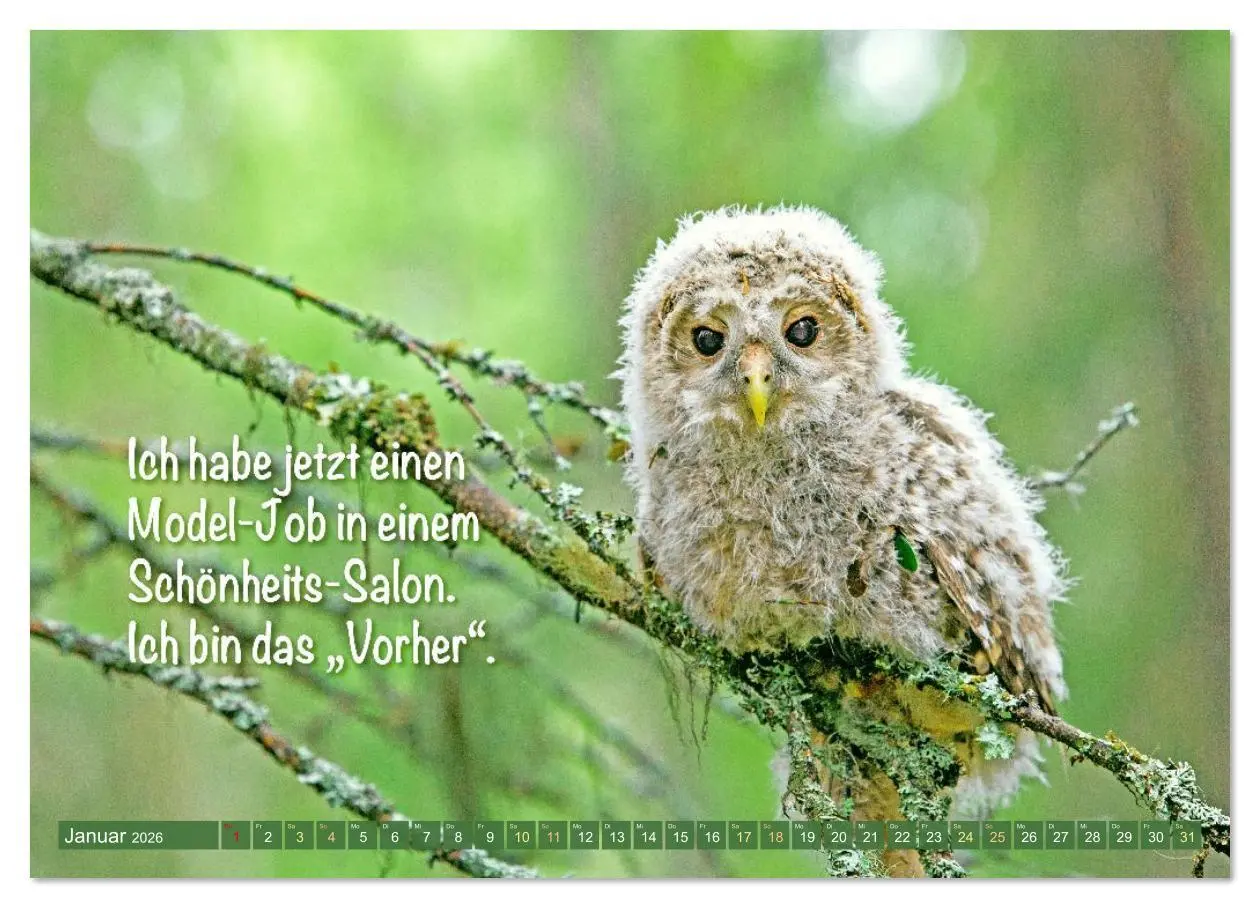 Bild: 9783516638172 | Die Eulen sind los: Edition lustige Tiere (Wandkalender 2026 DIN A4...