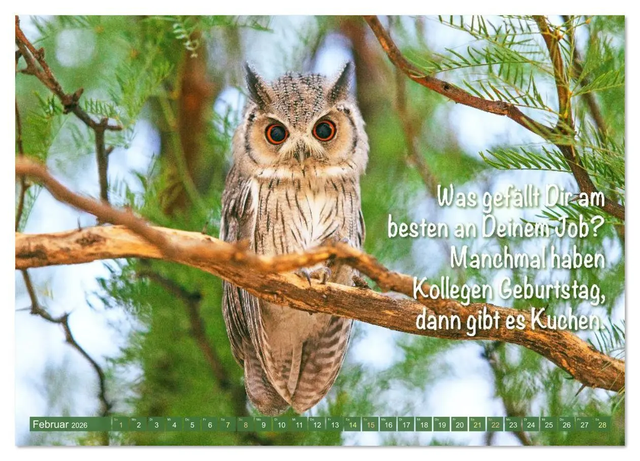 Bild: 9783516638172 | Die Eulen sind los: Edition lustige Tiere (Wandkalender 2026 DIN A4...