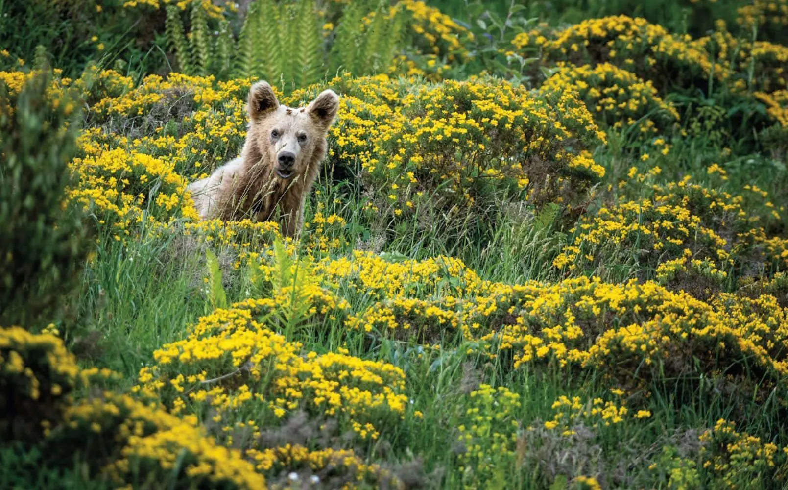Bild: 9783957288172 | Wildes Europa | Close to Nature's Heart | Simon Straetker (u. a.)