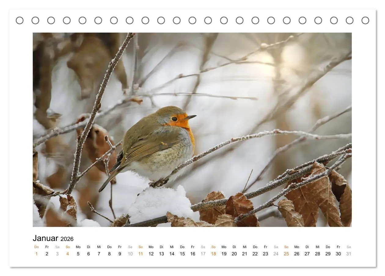 Bild: 9783457538272 | Zauberhafte Rotkehlchen (Tischkalender 2026 DIN A5 quer), CALVENDO...