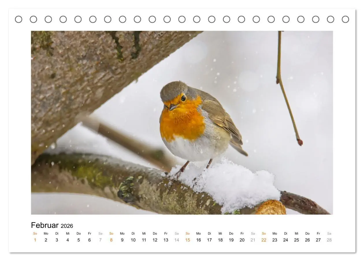 Bild: 9783457538272 | Zauberhafte Rotkehlchen (Tischkalender 2026 DIN A5 quer), CALVENDO...