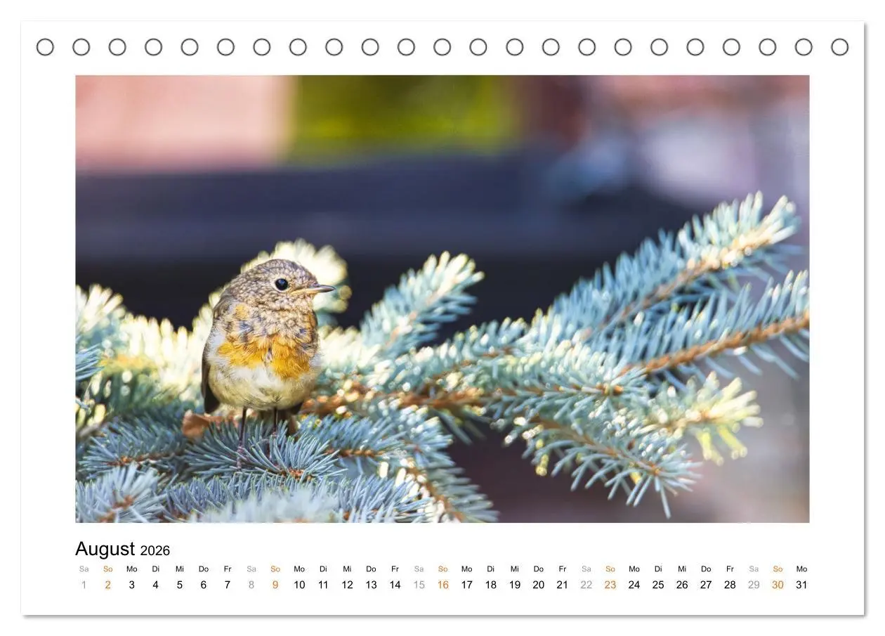 Bild: 9783457538272 | Zauberhafte Rotkehlchen (Tischkalender 2026 DIN A5 quer), CALVENDO...