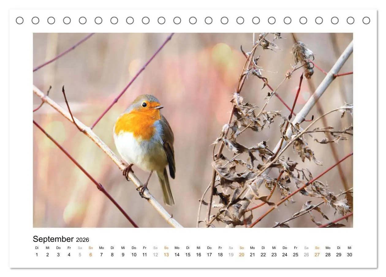 Bild: 9783457538272 | Zauberhafte Rotkehlchen (Tischkalender 2026 DIN A5 quer), CALVENDO...