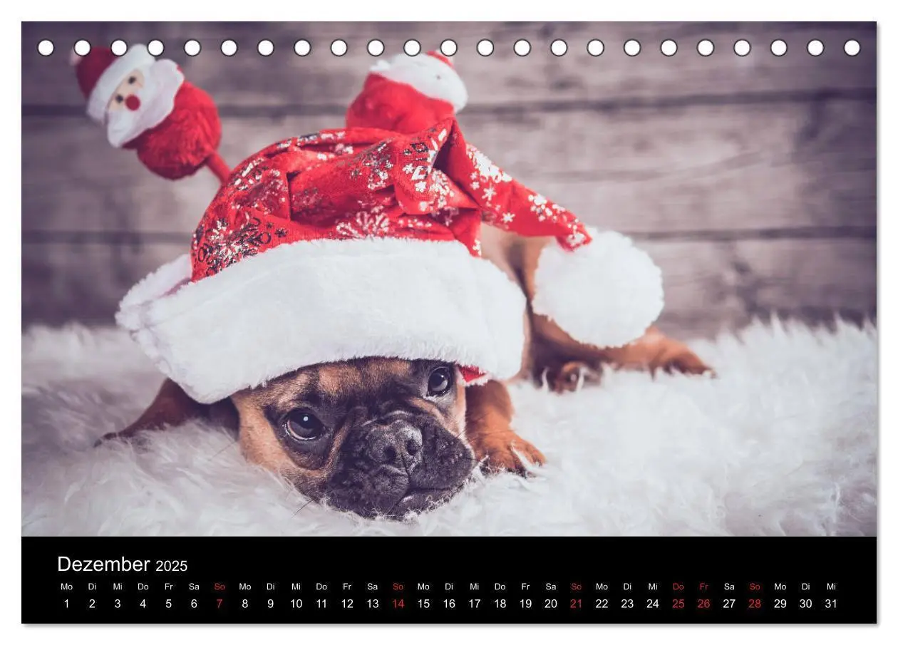Bild: 9783435298372 | French Bulldog aktiv, verspielt, sportlich (Tischkalender 2025 DIN...