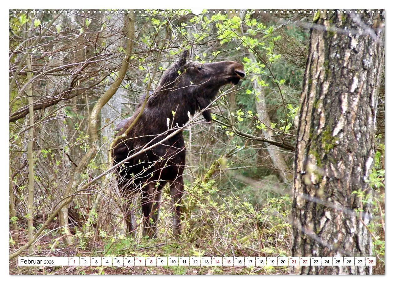 Bild: 9783457448472 | Ostpreußens Elche (hochwertiger Premium Wandkalender 2026 DIN A2...