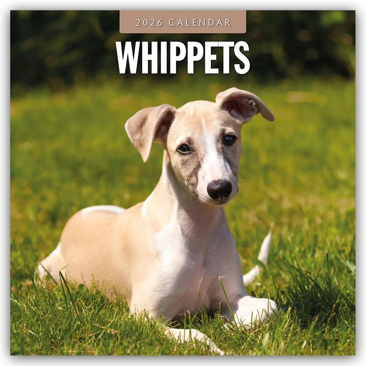 Cover: 9781804428672 | Whippets - Whippet 2026 - 16-Monatskalender | Robin Red | Kalender