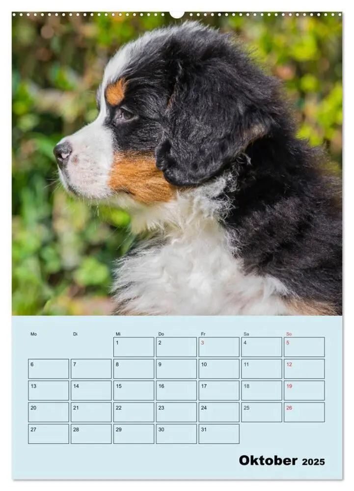 Bild: 9783435958672 | Familienplaner Berner Sennenhund Welpen (Wandkalender 2025 DIN A2...