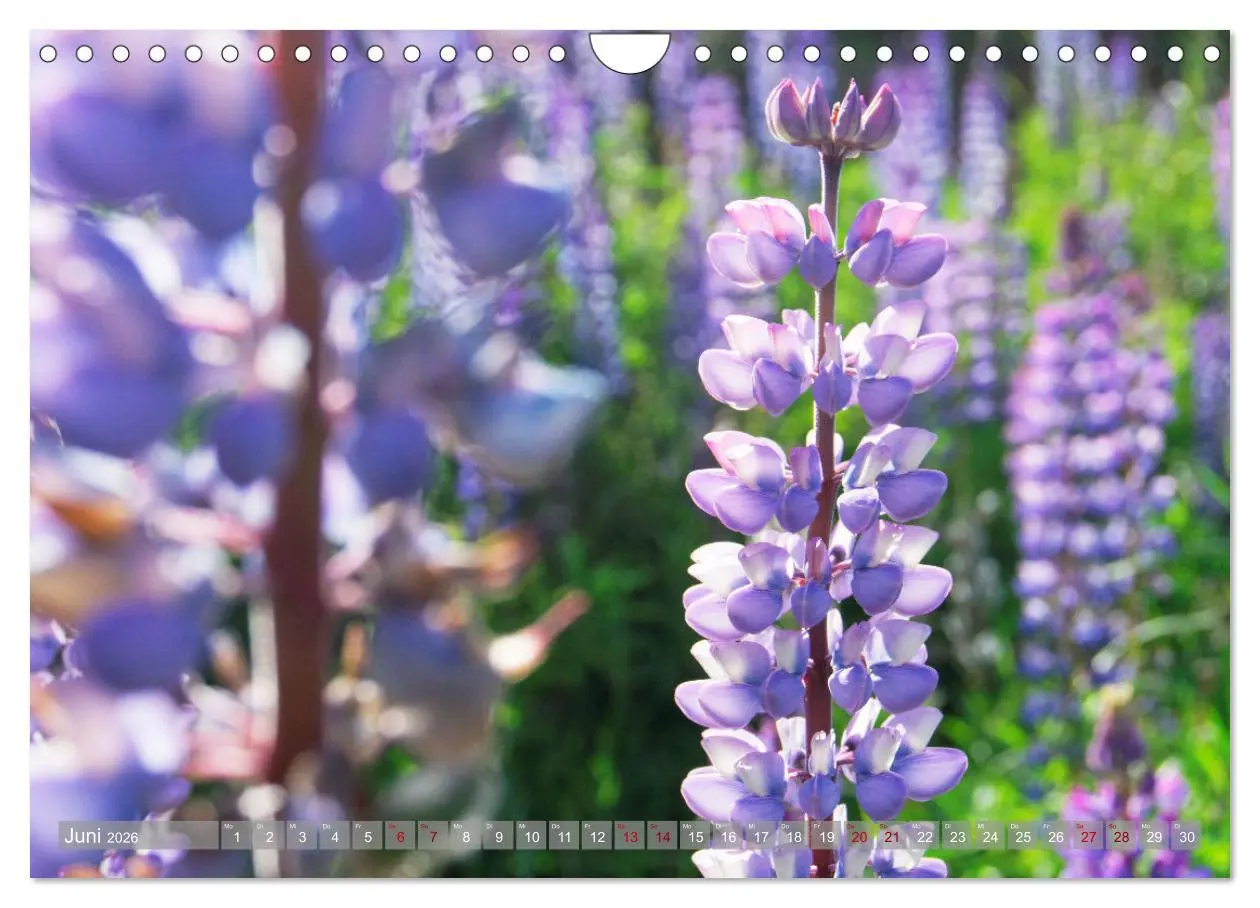 Bild: 9783457288672 | Der Kleine Süden von Chile (Wandkalender 2026 DIN A4 quer),...