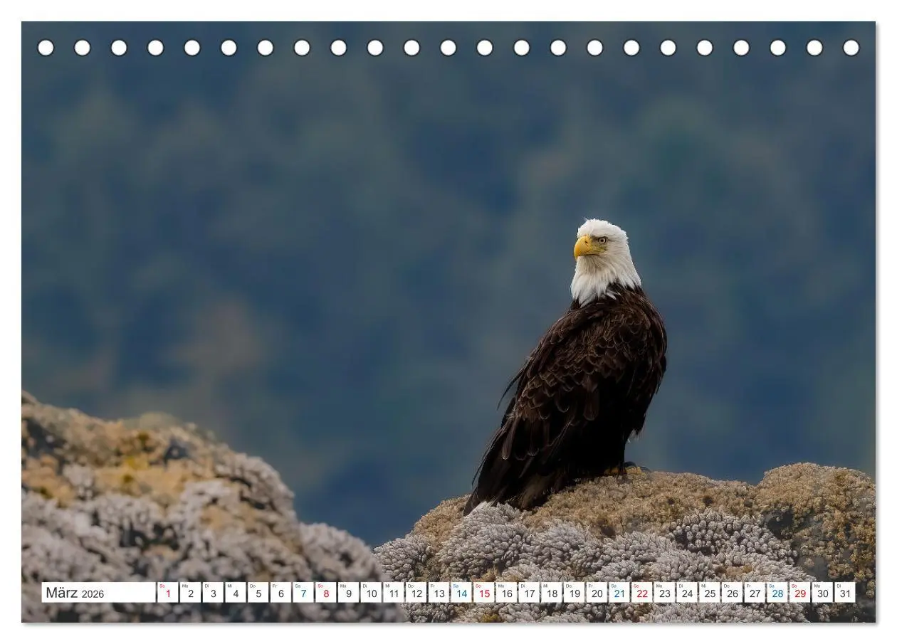 Bild: 9783457418772 | Kanadas Tierwelt - Bären, Wale und vieles mehr (Tischkalender 2026...