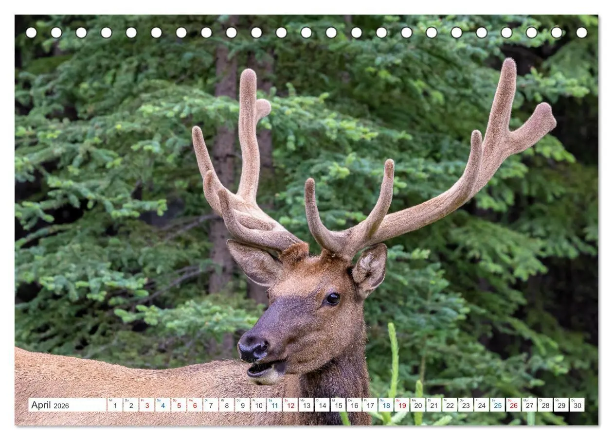 Bild: 9783457418772 | Kanadas Tierwelt - Bären, Wale und vieles mehr (Tischkalender 2026...