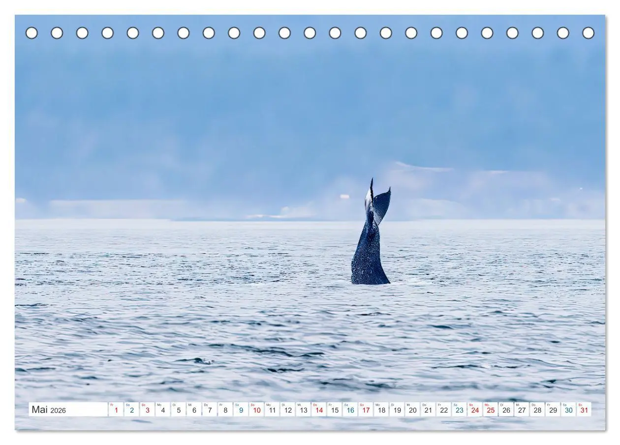 Bild: 9783457418772 | Kanadas Tierwelt - Bären, Wale und vieles mehr (Tischkalender 2026...