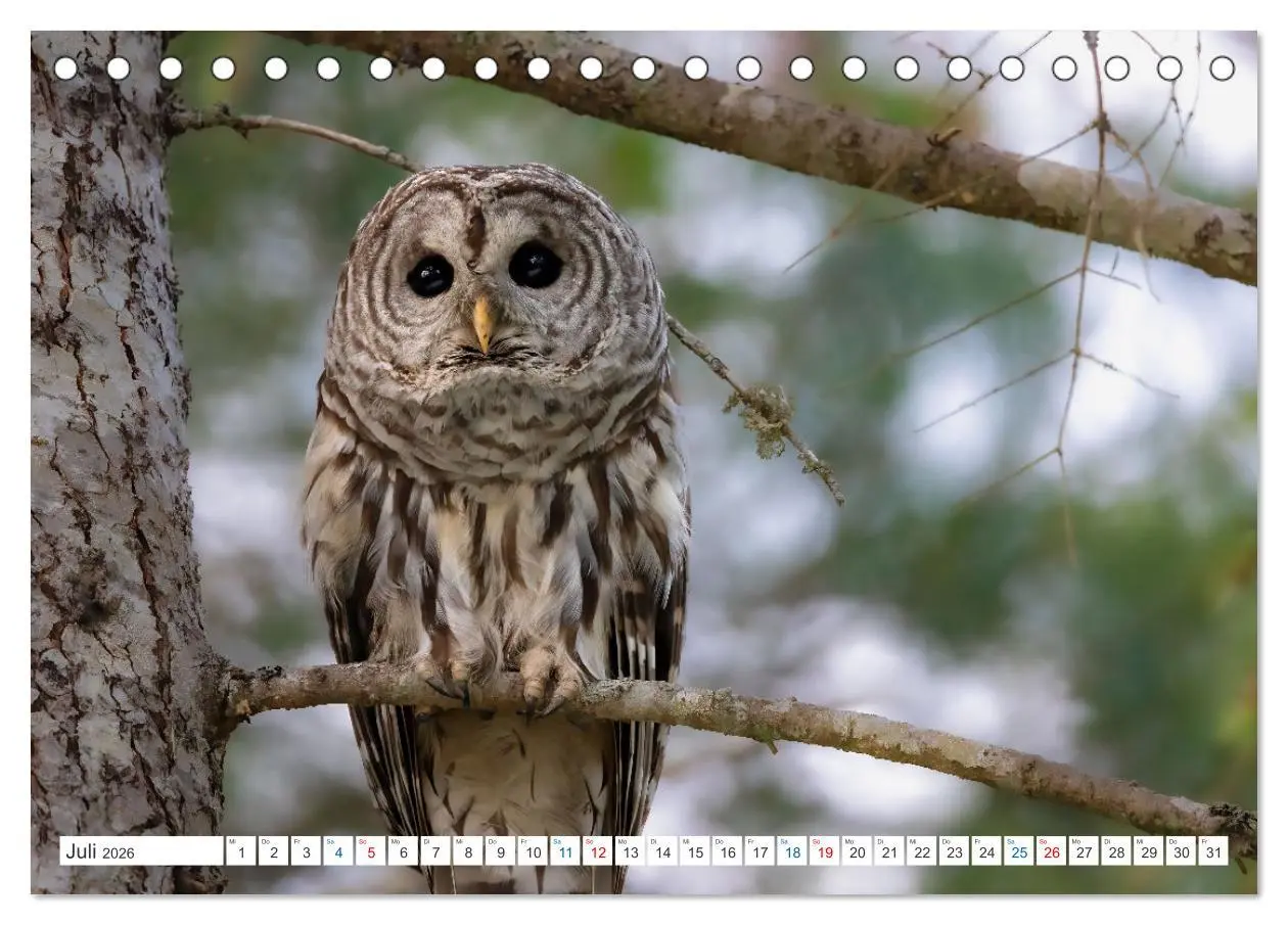 Bild: 9783457418772 | Kanadas Tierwelt - Bären, Wale und vieles mehr (Tischkalender 2026...