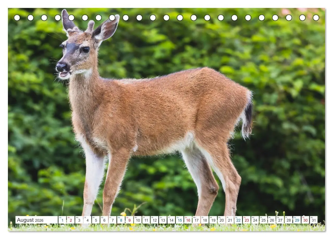 Bild: 9783457418772 | Kanadas Tierwelt - Bären, Wale und vieles mehr (Tischkalender 2026...
