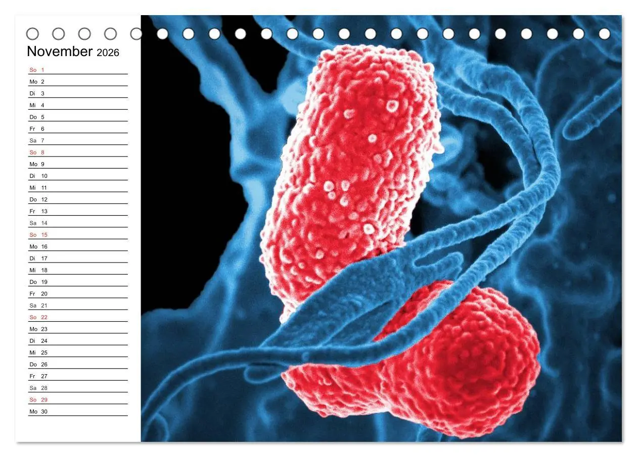 Bild: 9783457958872 | Mikrobiologie. Mikroorganismen, Genetik und Zellen (Tischkalender...