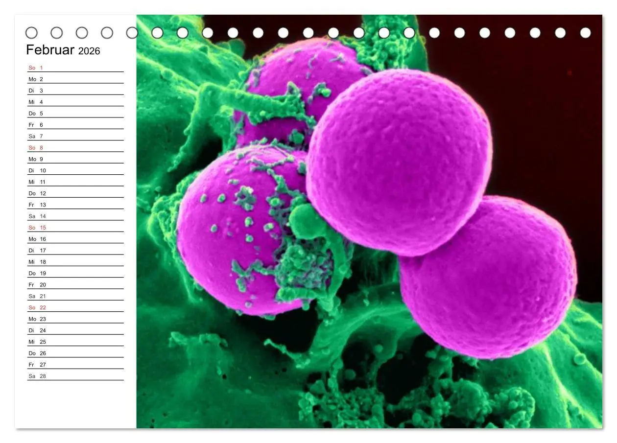 Bild: 9783457958872 | Mikrobiologie. Mikroorganismen, Genetik und Zellen (Tischkalender...