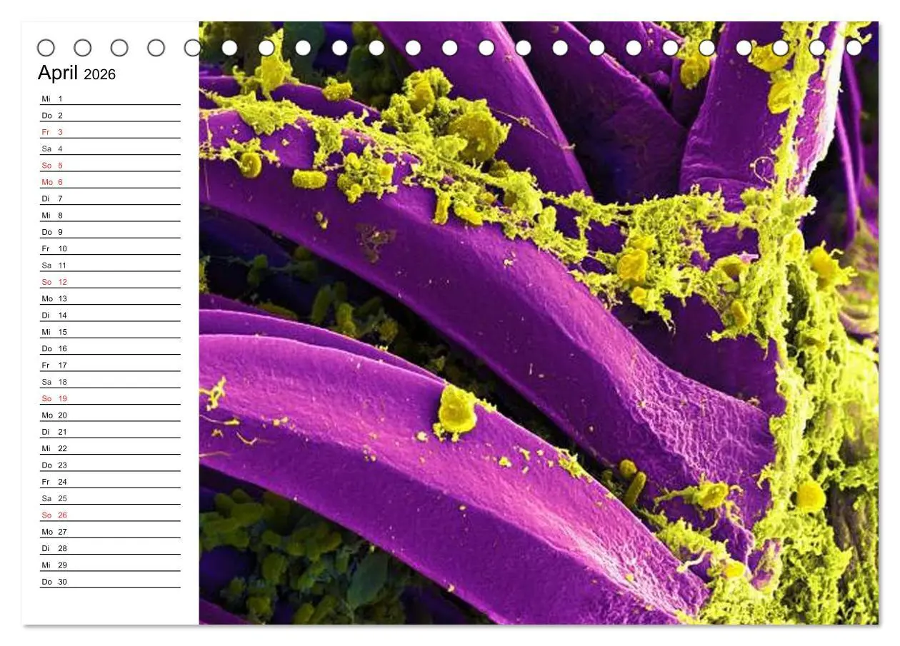 Bild: 9783457958872 | Mikrobiologie. Mikroorganismen, Genetik und Zellen (Tischkalender...