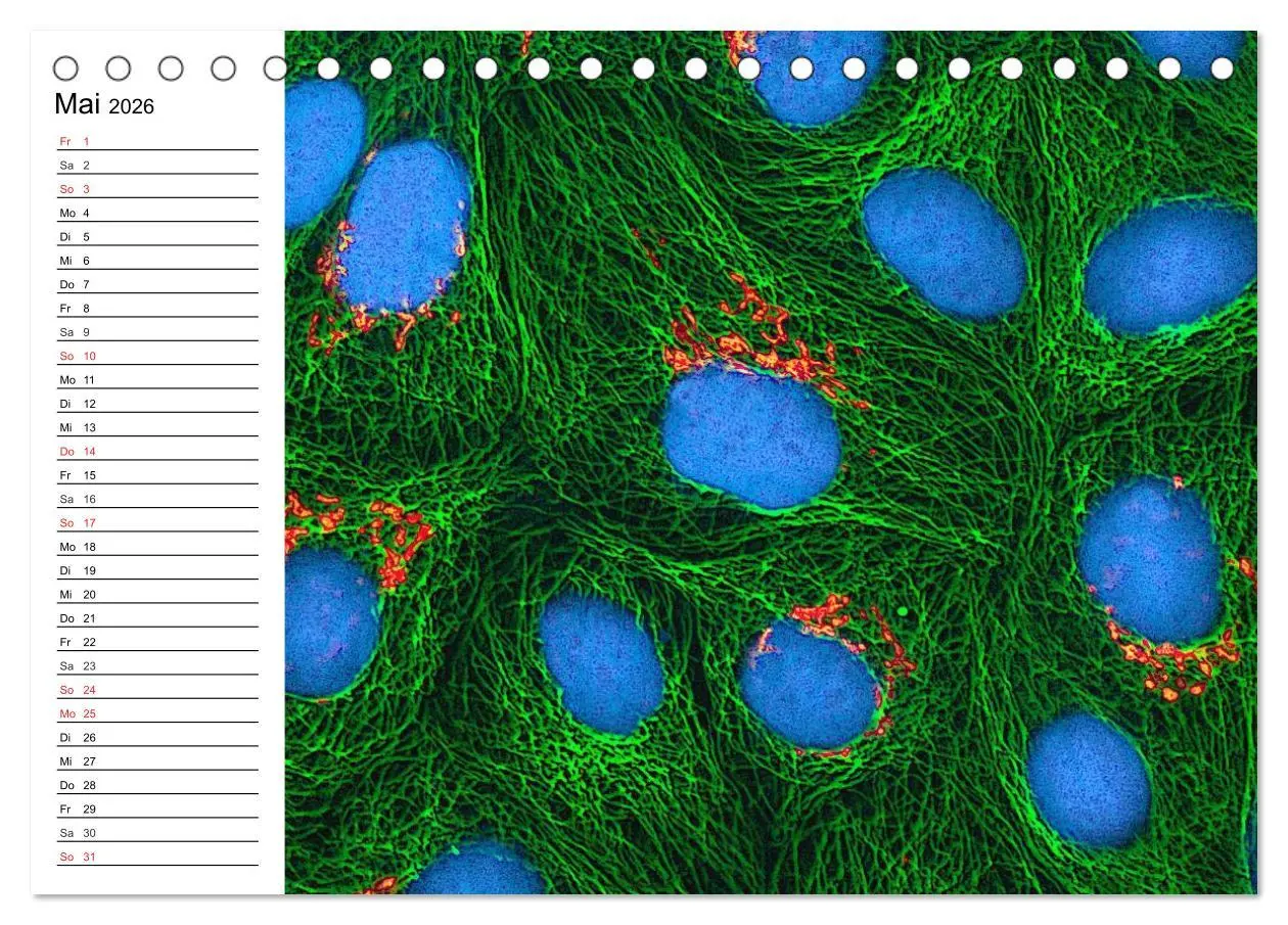 Bild: 9783457958872 | Mikrobiologie. Mikroorganismen, Genetik und Zellen (Tischkalender...