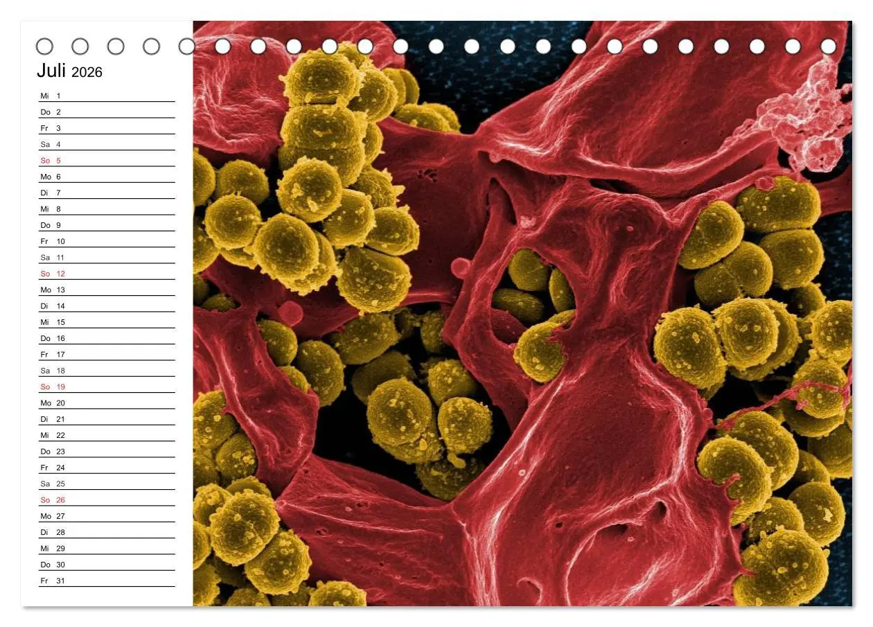 Bild: 9783457958872 | Mikrobiologie. Mikroorganismen, Genetik und Zellen (Tischkalender...