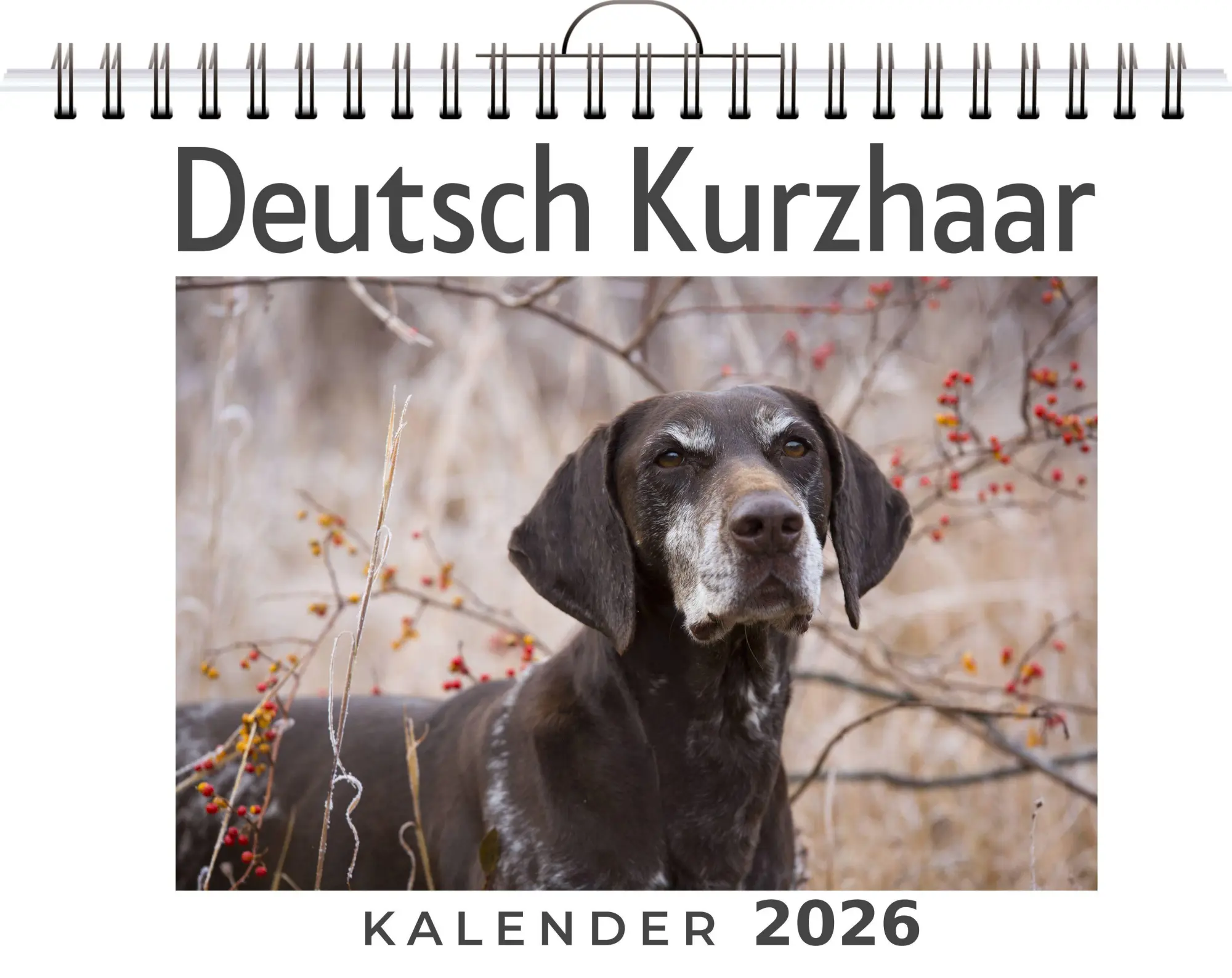 Cover: 9783695318872 | Deutsch Kurzhaar | Elias Krüger | Kalender | Deutsch | 2026 | FlipFlop
