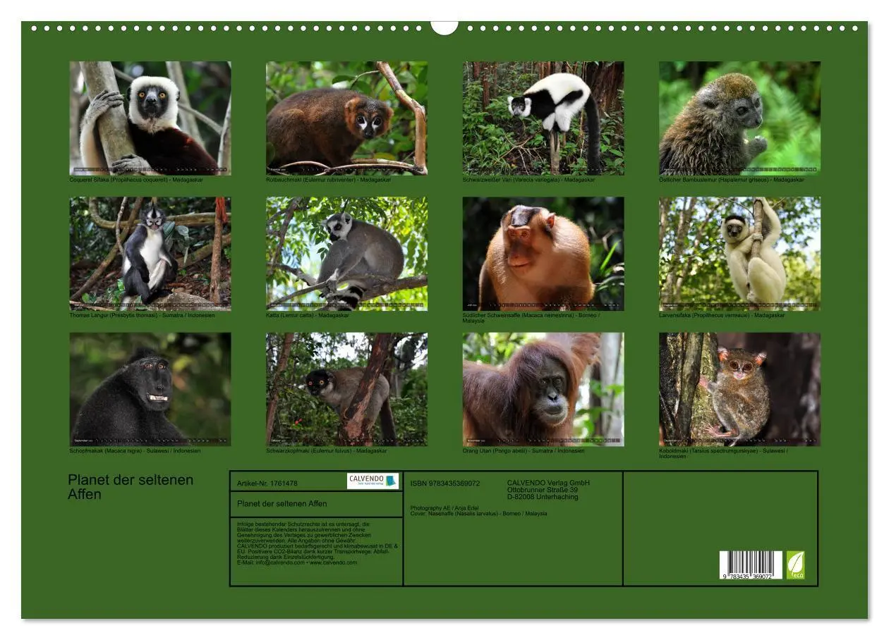 Bild: 9783435369072 | Planet der seltenen Affen (Wandkalender 2025 DIN A2 quer), CALVENDO...