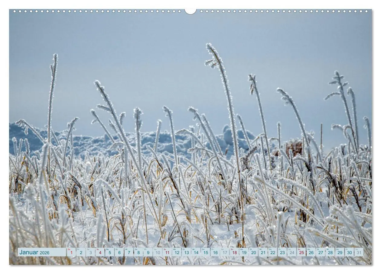 Bild: 9783457769072 | Wildwuchs 2026 (hochwertiger Premium Wandkalender 2026 DIN A2...