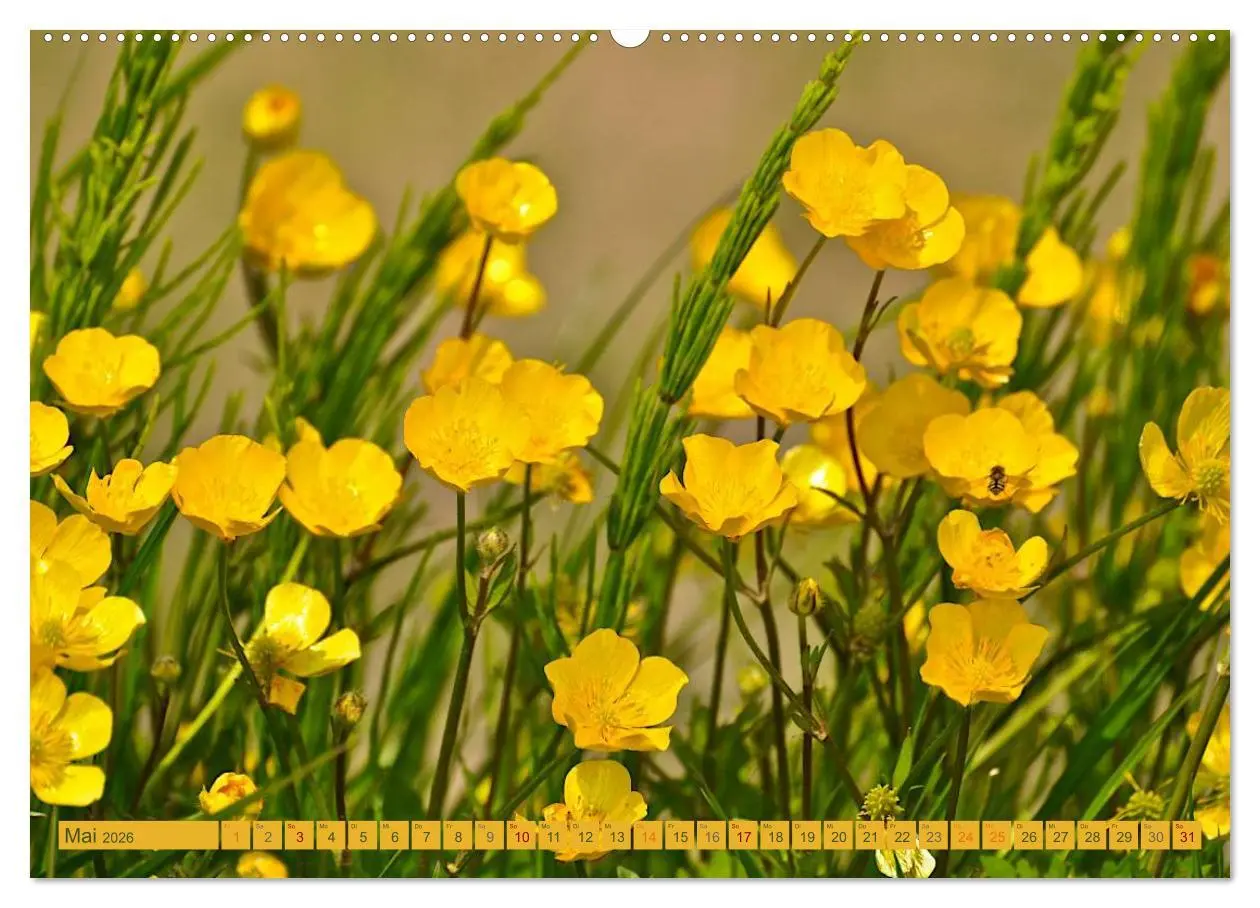 Bild: 9783457769072 | Wildwuchs 2026 (hochwertiger Premium Wandkalender 2026 DIN A2...