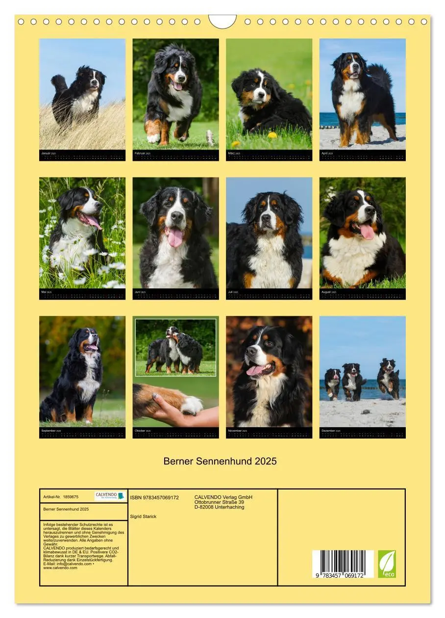 Bild: 9783457069172 | Berner Sennenhund 2025 (Wandkalender 2025 DIN A3 hoch), CALVENDO...