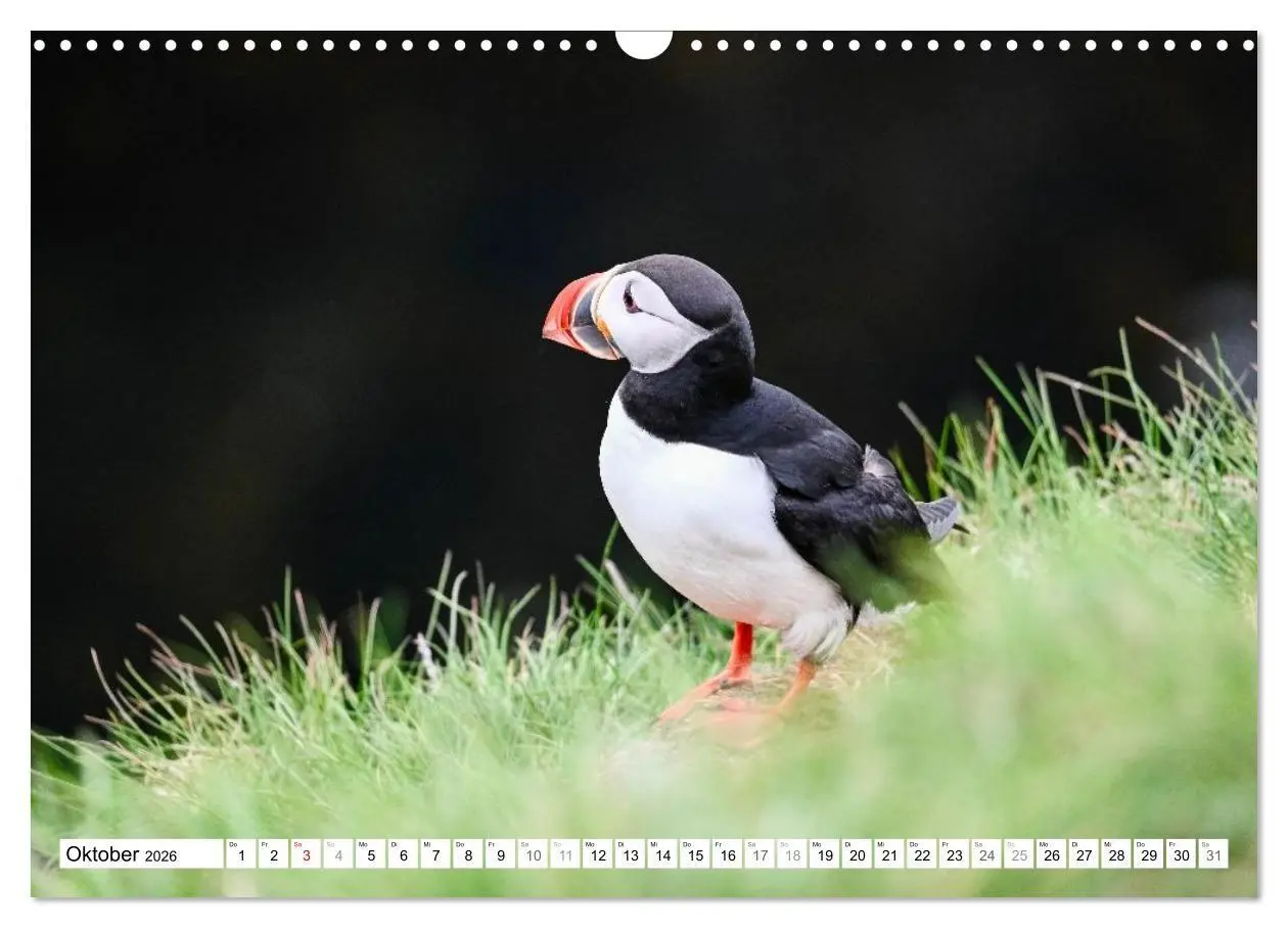 Bild: 9783516689372 | Islands Papageientaucher (Wandkalender 2026 DIN A3 quer), CALVENDO...