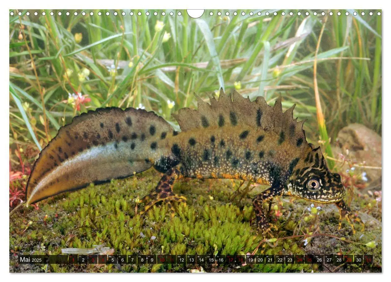 Bild: 9783435179572 | Heimische Amphibien (Wandkalender 2025 DIN A3 quer), CALVENDO...