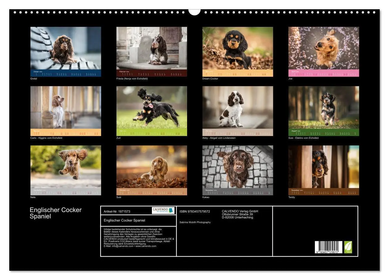 Bild: 9783457579572 | Englischer Cocker Spaniel (Wandkalender 2026 DIN A2 quer), CALVENDO...