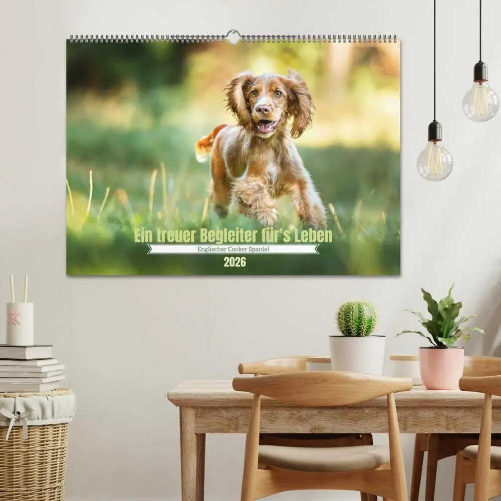 Bild: 9783457579572 | Englischer Cocker Spaniel (Wandkalender 2026 DIN A2 quer), CALVENDO...