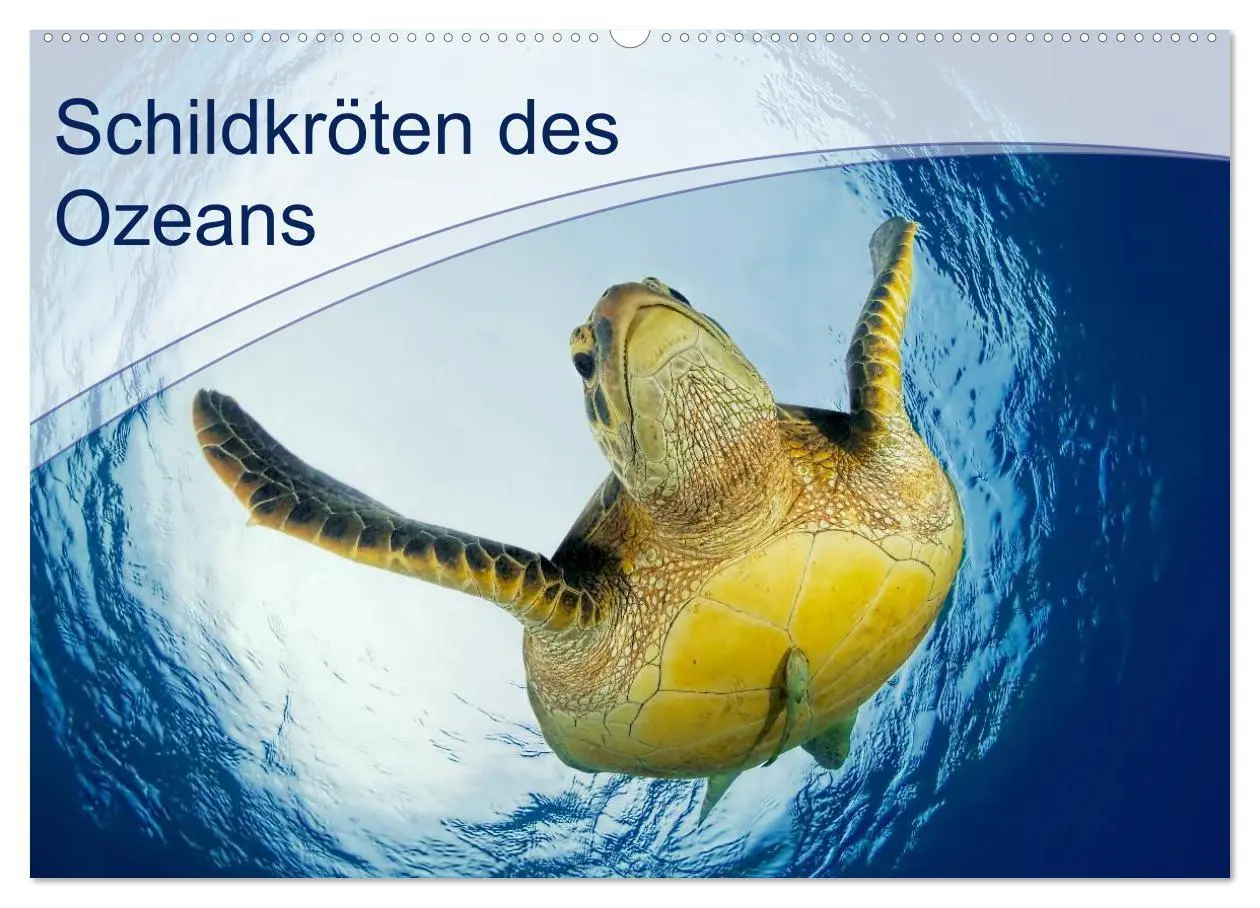 Cover: 9783516049572 | Schildkröten des Ozeans (Wandkalender 2026 DIN A2 quer), CALVENDO...