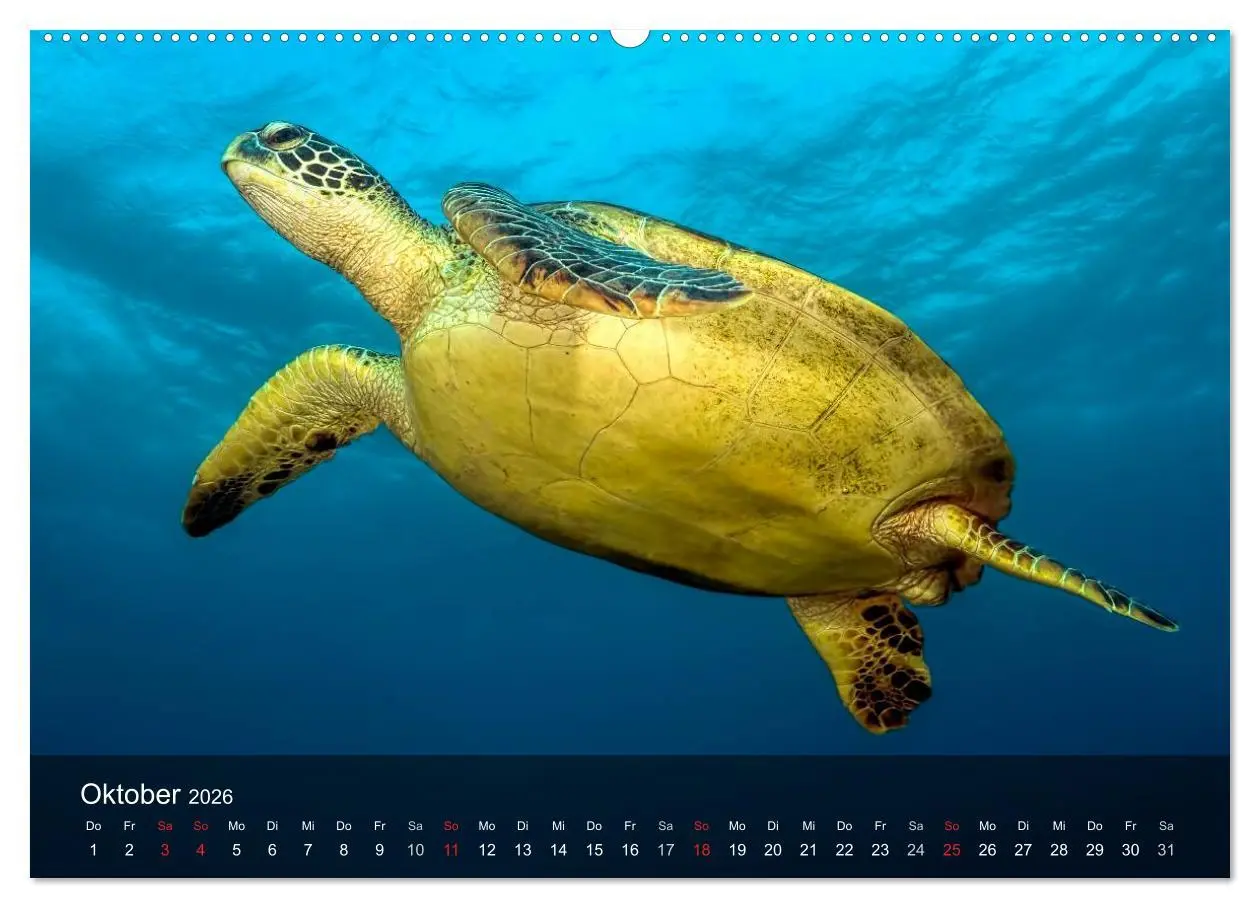 Bild: 9783516049572 | Schildkröten des Ozeans (Wandkalender 2026 DIN A2 quer), CALVENDO...