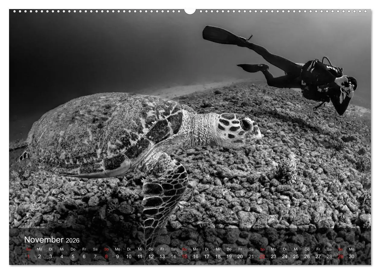 Bild: 9783516049572 | Schildkröten des Ozeans (Wandkalender 2026 DIN A2 quer), CALVENDO...