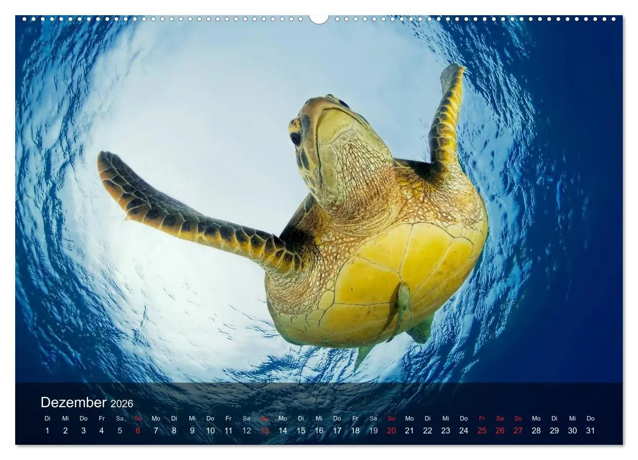 Bild: 9783516049572 | Schildkröten des Ozeans (Wandkalender 2026 DIN A2 quer), CALVENDO...