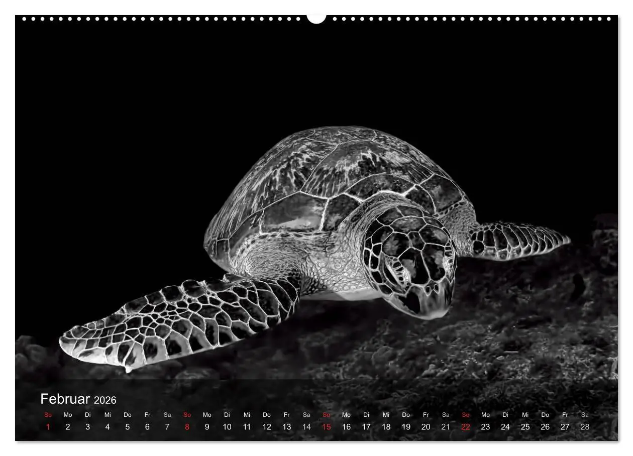 Bild: 9783516049572 | Schildkröten des Ozeans (Wandkalender 2026 DIN A2 quer), CALVENDO...