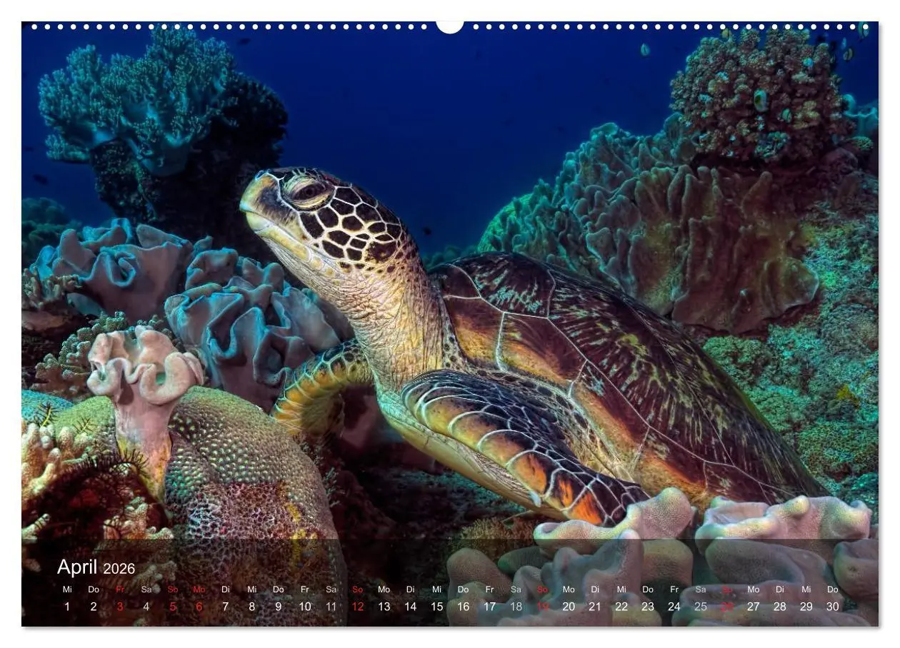 Bild: 9783516049572 | Schildkröten des Ozeans (Wandkalender 2026 DIN A2 quer), CALVENDO...