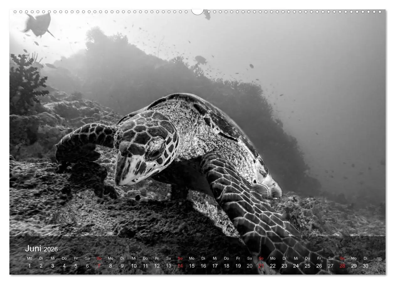 Bild: 9783516049572 | Schildkröten des Ozeans (Wandkalender 2026 DIN A2 quer), CALVENDO...