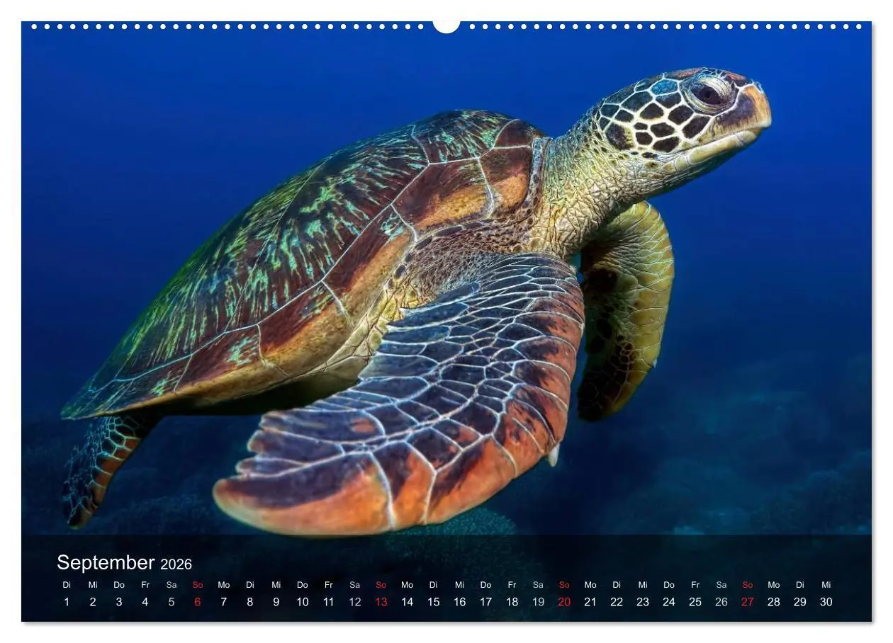 Bild: 9783516049572 | Schildkröten des Ozeans (Wandkalender 2026 DIN A2 quer), CALVENDO...