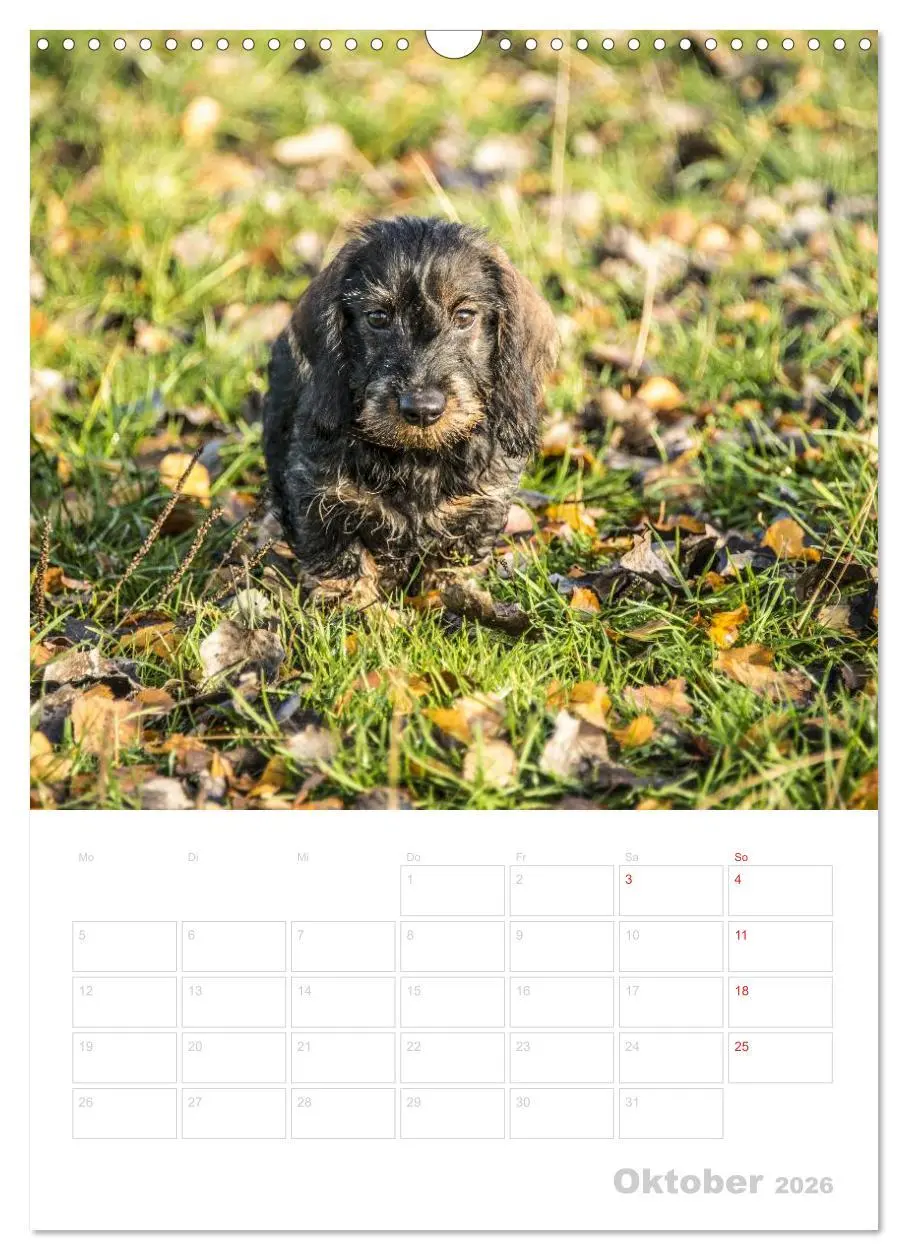Bild: 9783516429572 | Der Dackel - mein kleiner Freund (Wandkalender 2026 DIN A3 hoch),...
