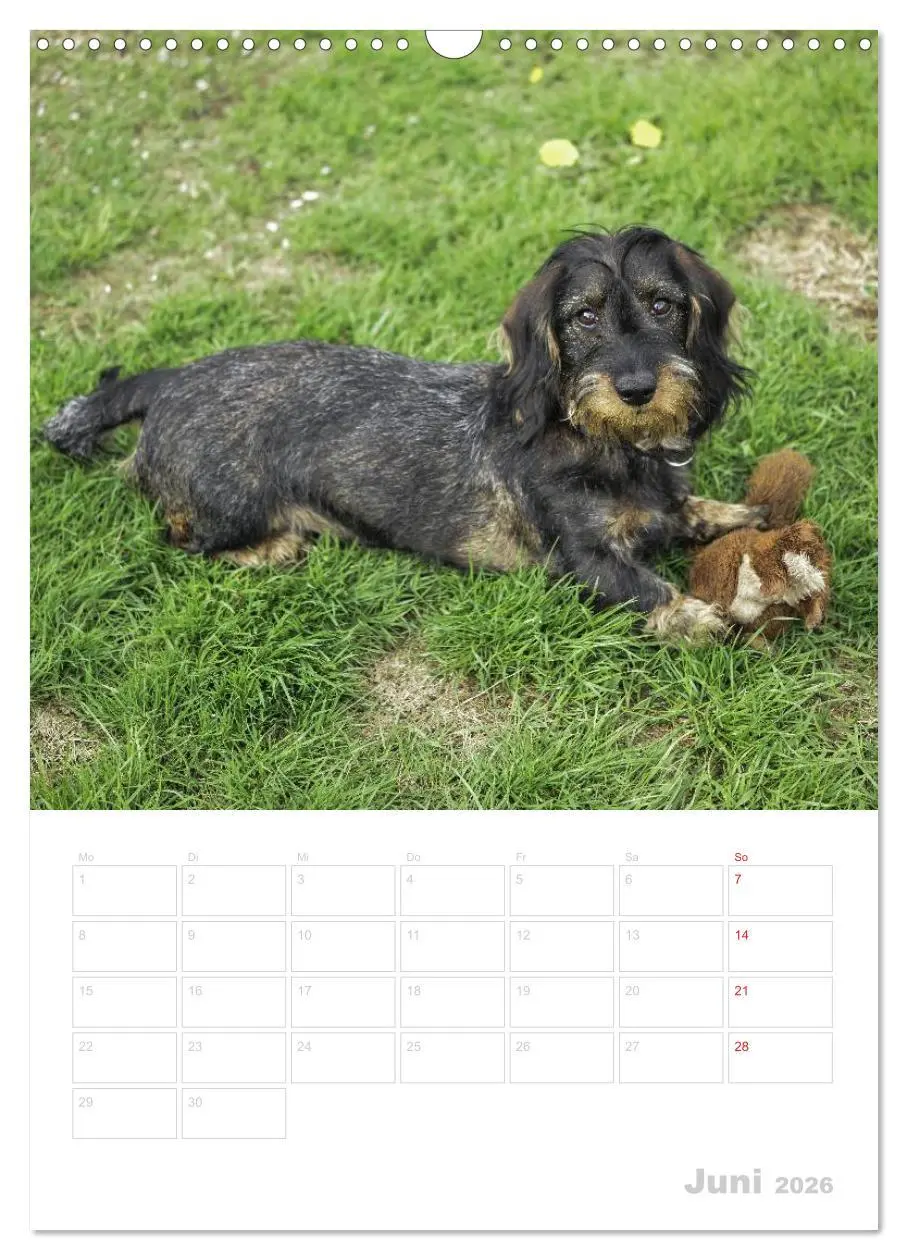 Bild: 9783516429572 | Der Dackel - mein kleiner Freund (Wandkalender 2026 DIN A3 hoch),...