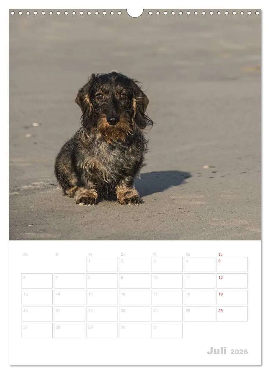 Bild: 9783516429572 | Der Dackel - mein kleiner Freund (Wandkalender 2026 DIN A3 hoch),...