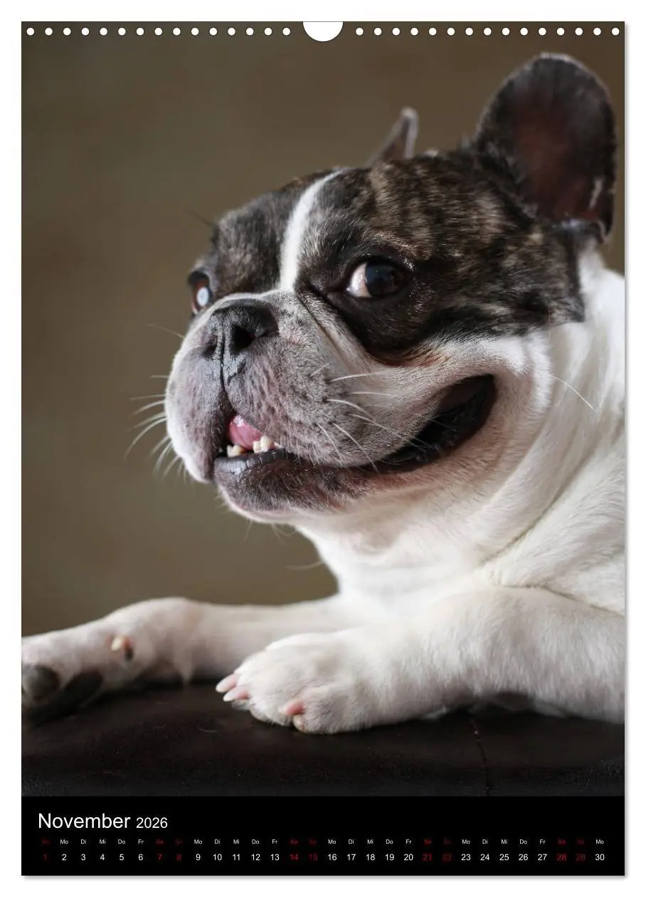 Bild: 9783516419672 | Bullys mit Charme - Französische Bulldoggen im Portrait...