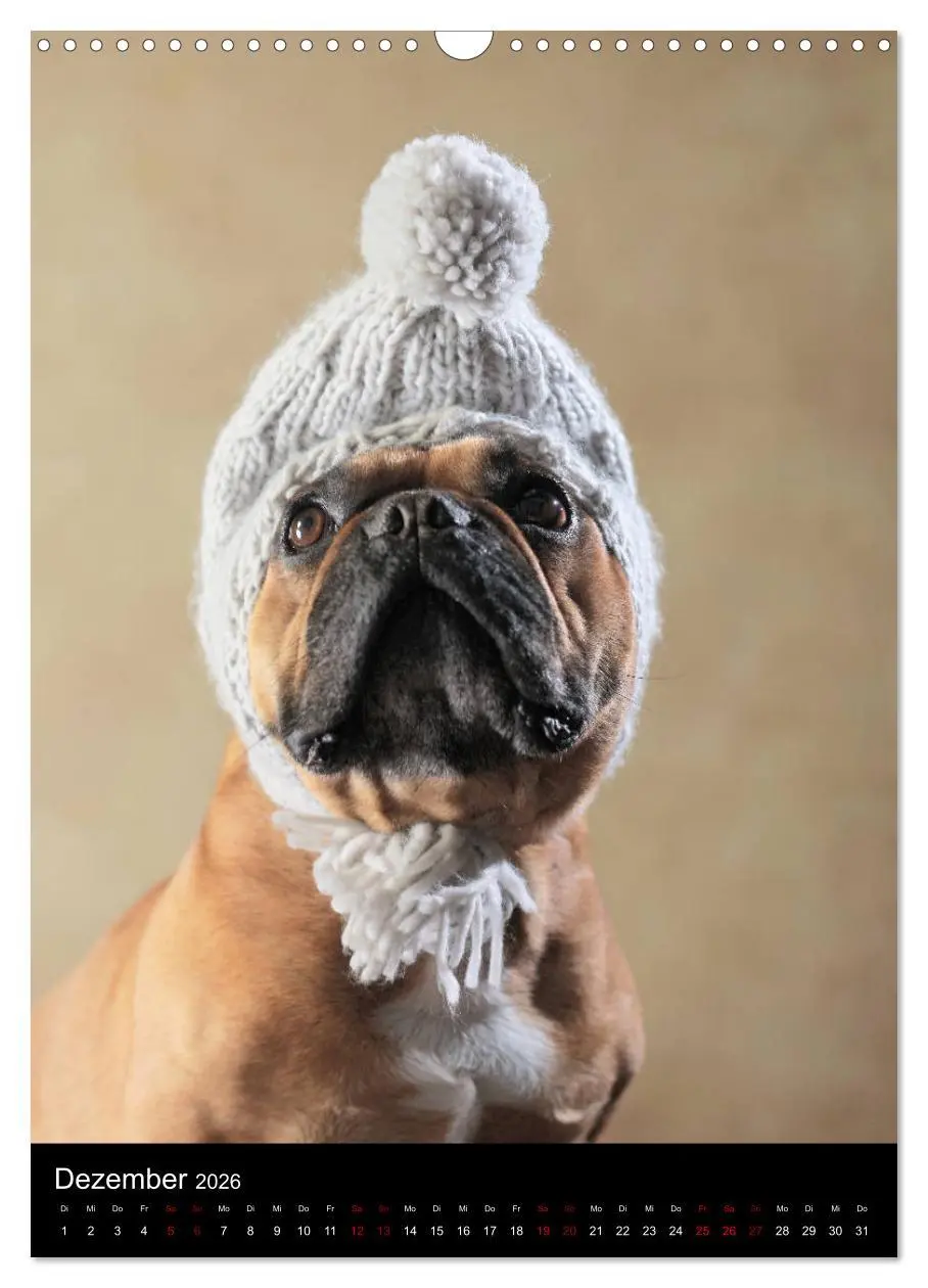 Bild: 9783516419672 | Bullys mit Charme - Französische Bulldoggen im Portrait...