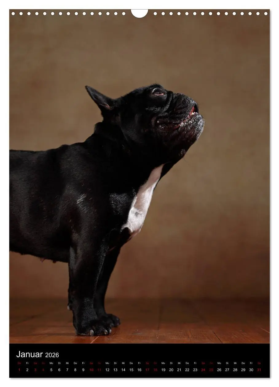 Bild: 9783516419672 | Bullys mit Charme - Französische Bulldoggen im Portrait...