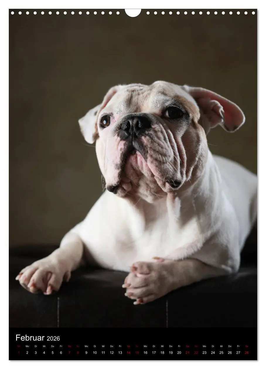 Bild: 9783516419672 | Bullys mit Charme - Französische Bulldoggen im Portrait...